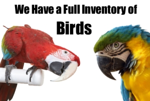 birds for sale