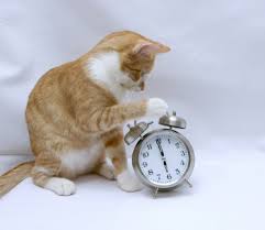 cat and clock1