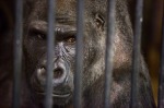gorilla_behind_bars