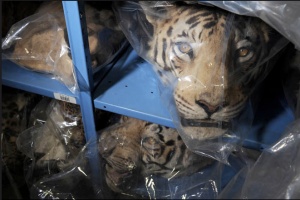 tiger in plastic